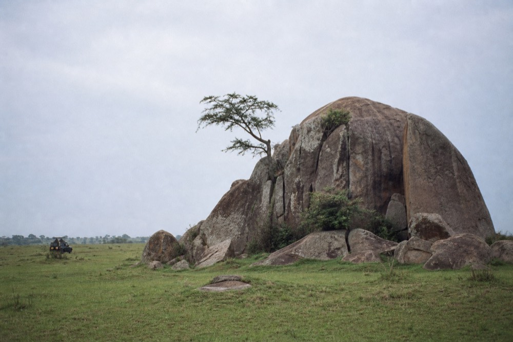 A weathered granite kopje rising from short cropped grass in early morning light, deep shadow along one face, a single acacia growing from a crack in the rock