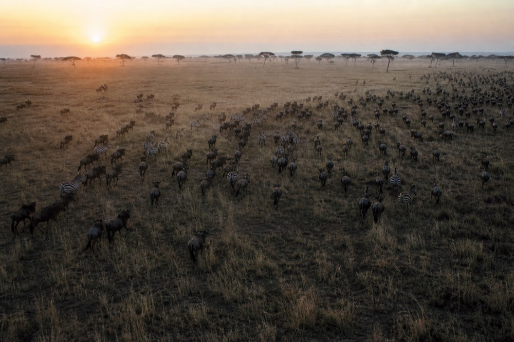 Wildebeest and zebra spread in a loose dark mass across pale open grassland photographed from low altitude at sunrise, thin dust haze along the horizon