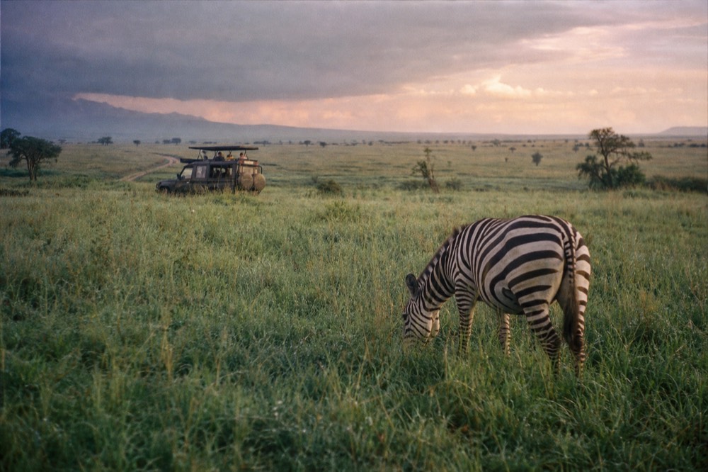 Green-season Serengeti after rain, deep grass with a dark storm cell on one side and bright sun on the other, zebra grazing in the foreground