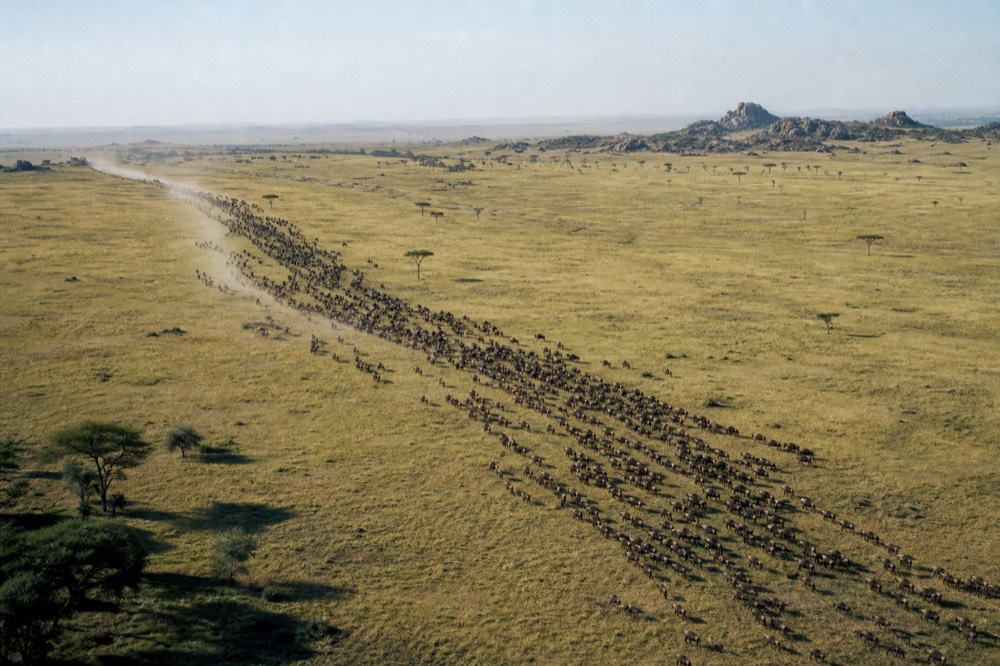 A long dark column of wildebeest strung across pale short-grass plains seen from high above, dust trailing behind the herd at sunrise
