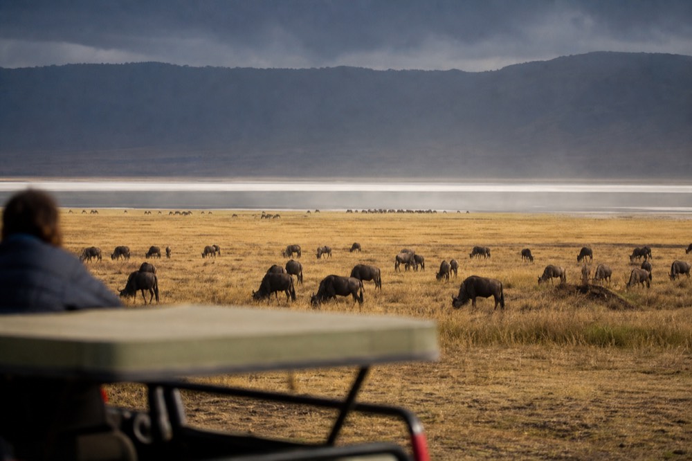 Crater floor grassland stretching to a pale soda lake edge, scattered dark herds grazing, hazy morning light against distant caldera walls