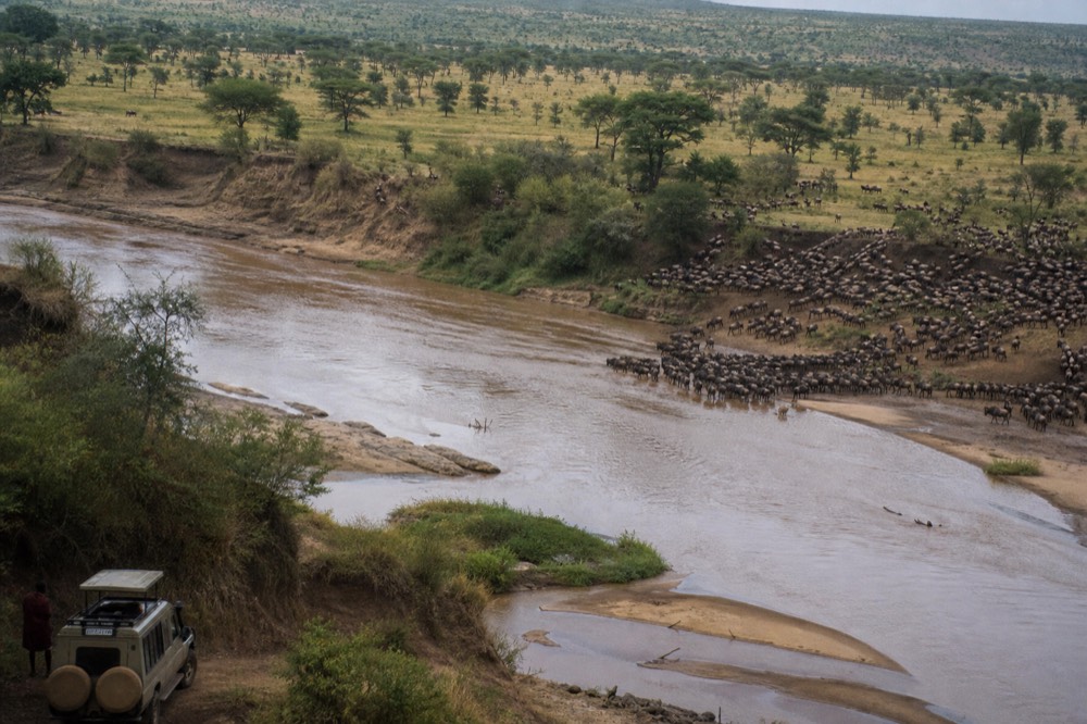 A winding river seen from above cutting through dry country, pale sandbars and a green fringe of trees, dense herds massed on one bank