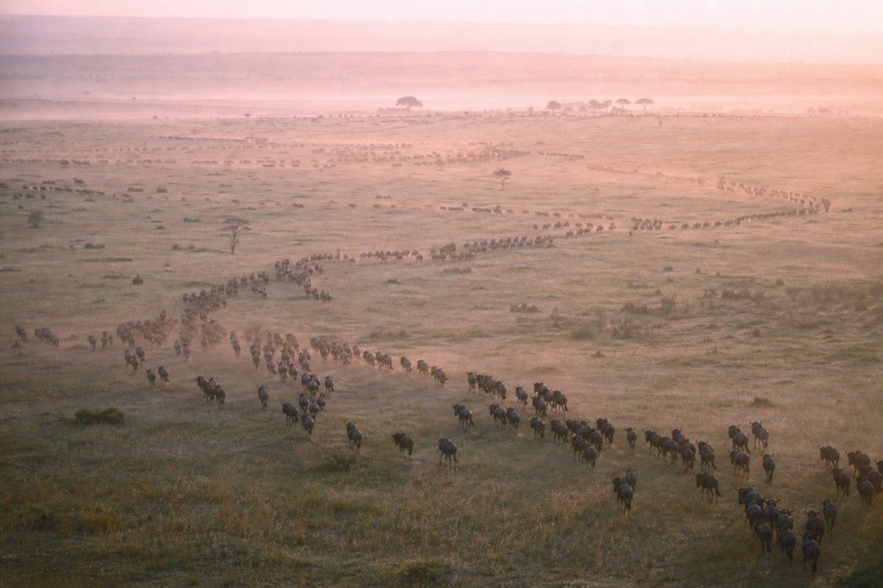 Dark columns of wildebeest strung in long lines across pale open grassland photographed from the air at dawn, low golden light, dust haze