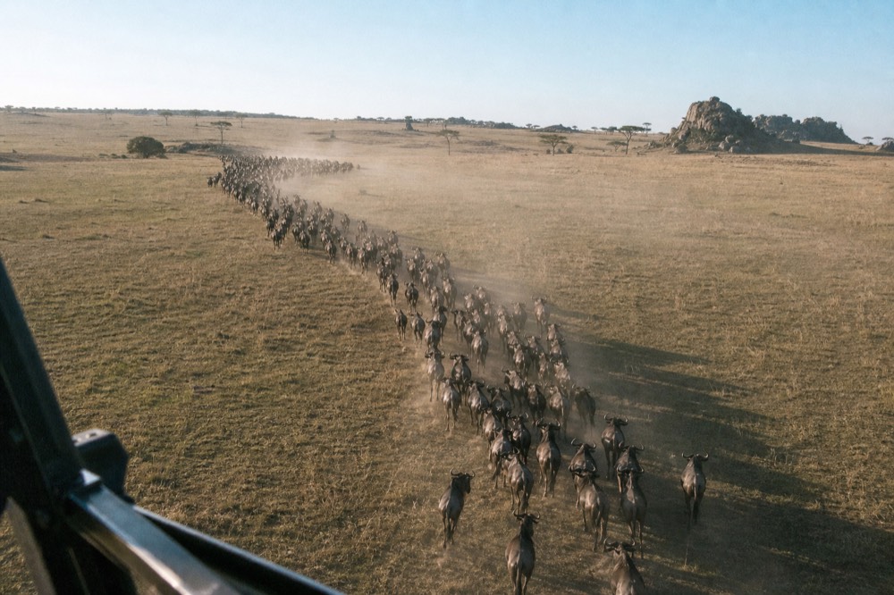 Dense column of wildebeest strung across pale short grass photographed from above at low altitude, dust rising behind the line, long dawn shadows