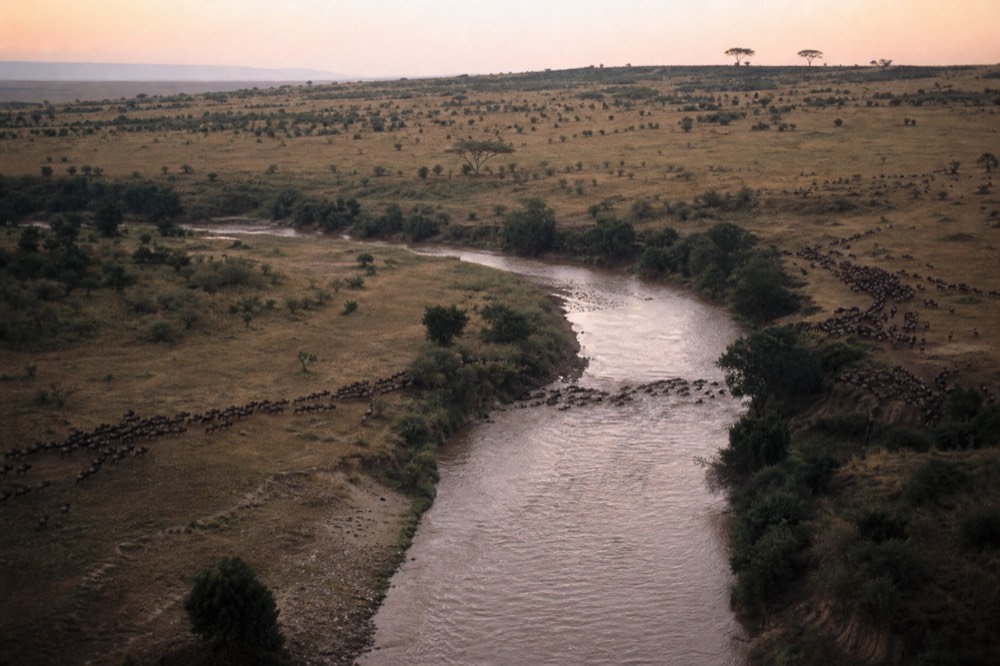 A wide brown river line cutting through dry northern grassland seen from altitude, dark animal columns converging on one bend, riverine trees dark green along both banks