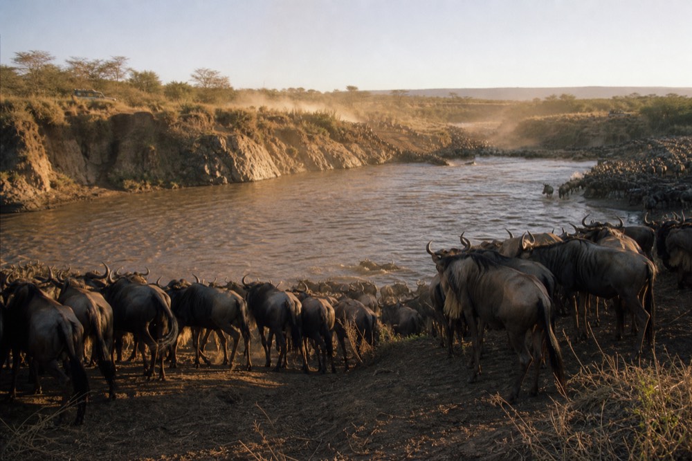 A wide muddy river between steep cut banks with a churned crossing point, animals bunched shoulder to shoulder on the near bank