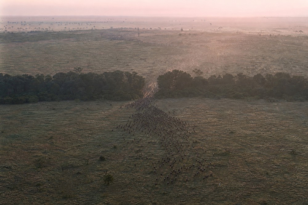 From altitude, thousands of animals funnelling into a single gap in a dark treeline, the column narrowing sharply as it goes