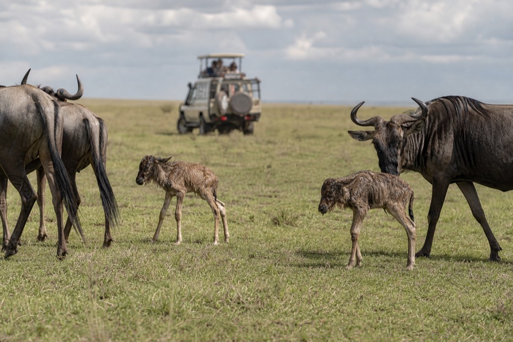 Newborn wildebeest calves standing unsteadily on short green grass beside adults, wet-season cloud building on the horizon behind them