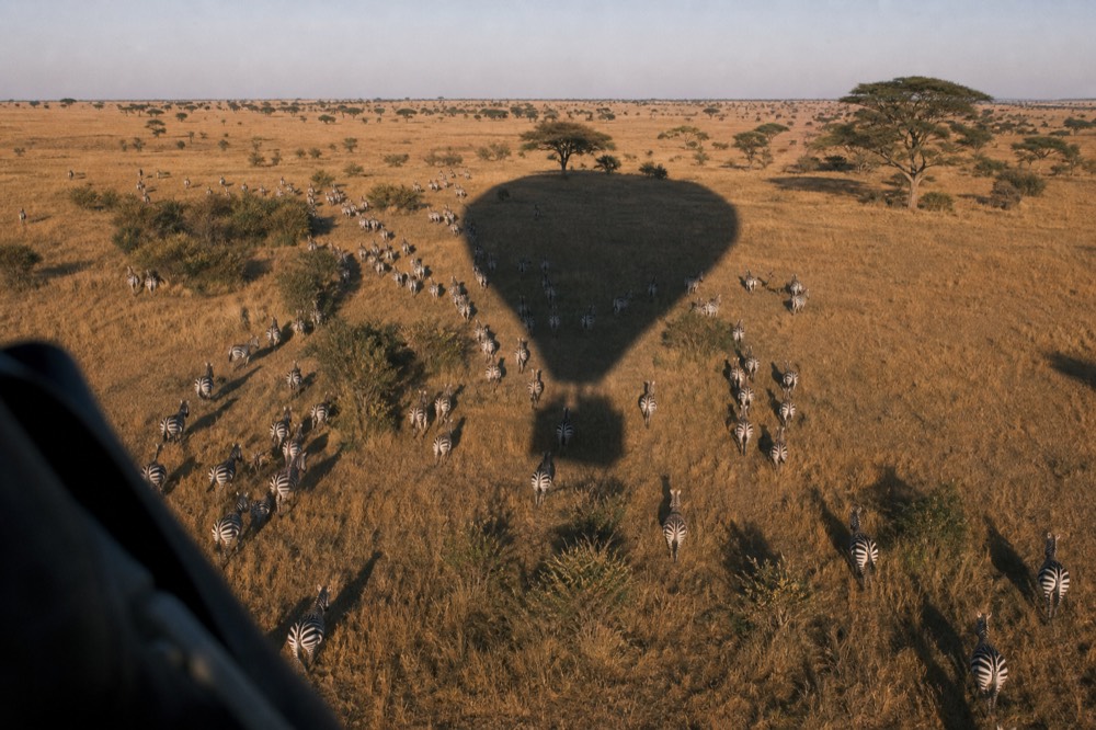 The shadow of a balloon sweeping across a herd of zebra that scatters outward in radiating lines over dry grass