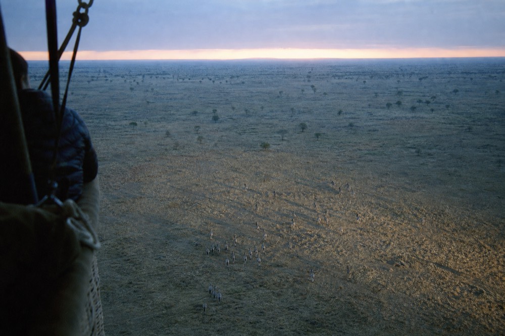 View straight down from a balloon onto open savannah, a scattered herd of zebra casting long parallel shadows across pale dry grass