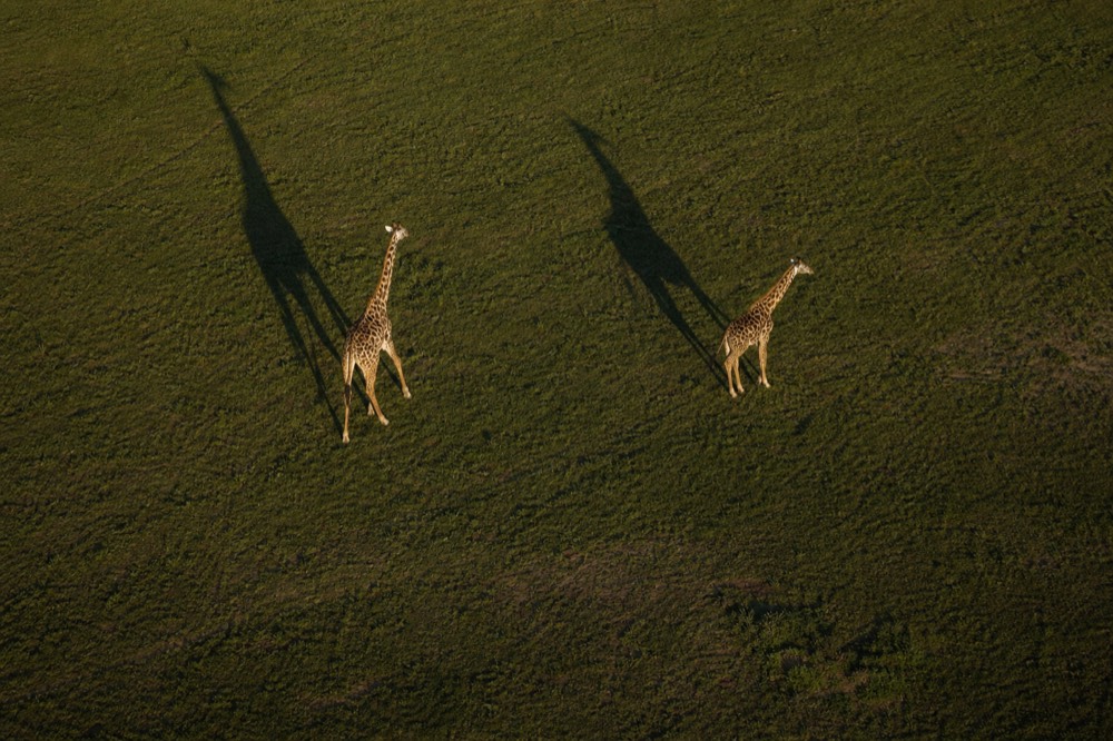 Two giraffes photographed from the air on open grass, their shadows stretched far longer than their bodies by low sunrise light