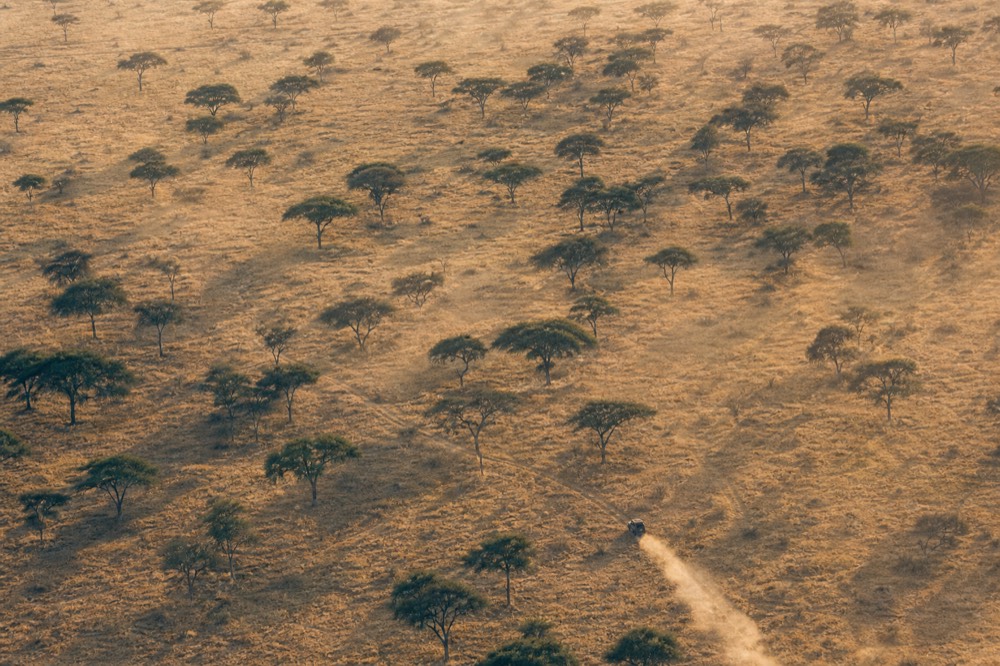 Flat-topped acacia crowns seen from directly overhead at sunrise, dark canopies scattered at intervals across bleached grass