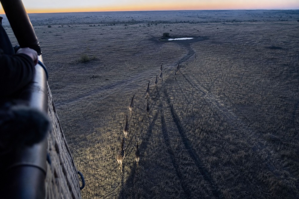 Looking straight down from a basket onto pale grass and the long shadows of a dozen giraffe walking single file toward a waterhole