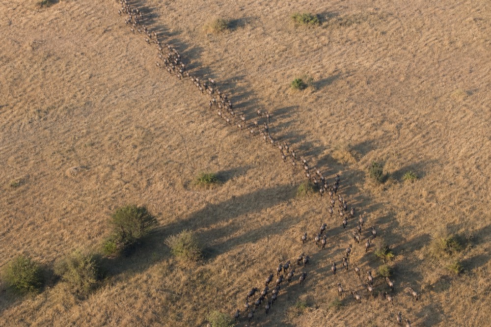 A long column of wildebeest threading across pale grassland seen from directly overhead, each animal casting a long shadow in low dawn light