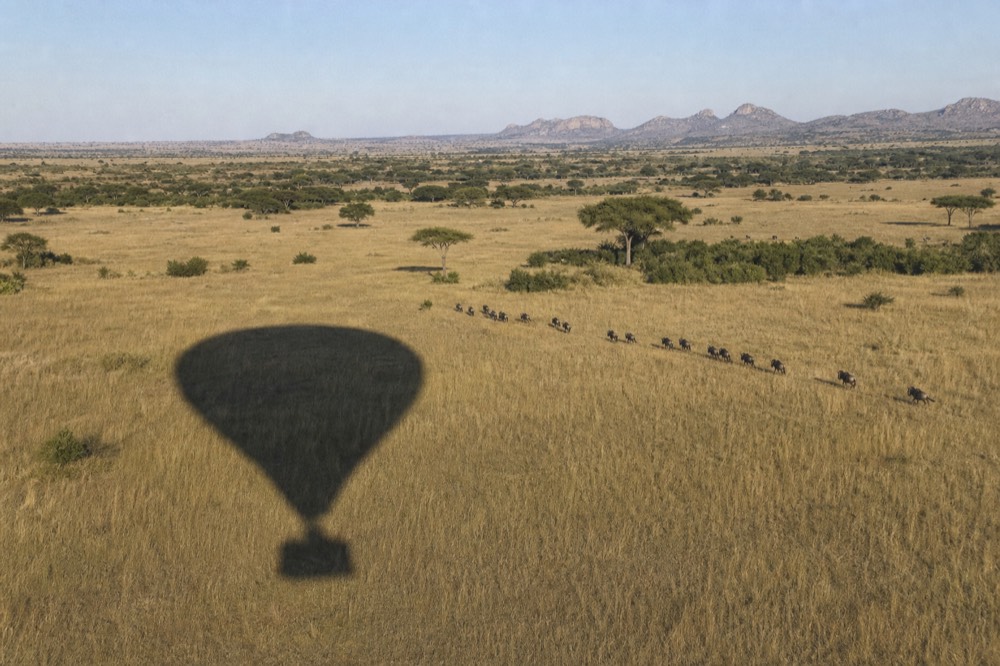 Balloon shadow gliding across pale golden grassland at low altitude, a scattered line of wildebeest moving away from it toward a distant treeline